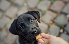Regalo virtuale - 3 vaccinazioni per un cucciolo abbandonato