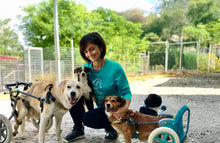 Regalo virtuale - 2 sedute di fisioterapia per un cane disabile