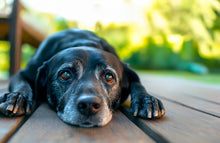 Regalo virtuale - 1 mese di farmaci salva vita per un cane