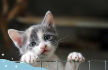 Una giornata di cure in rifugio