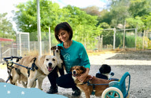 2 sedute di fisioterapia per un cane disabile