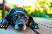 1 mese di farmaci salva vita per un cane
