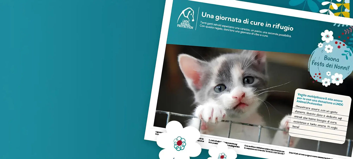 Per la Festa dei Nonni, fa una donazione per salvare gli animali: scegli i Regali Virtuali di LNDC Animal Protection